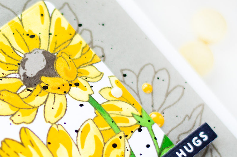 Oxeye Daisy: Image Spotlight Technique