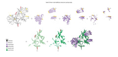 Altenew Build-A-Flower Set Build-A-Flower: Giant Bellflower Layering Stamp & Die Set